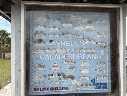 Shells of caladesi island