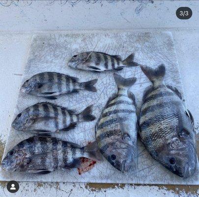 Sheepshead