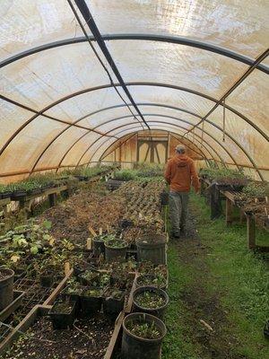 Multiple plants in green house