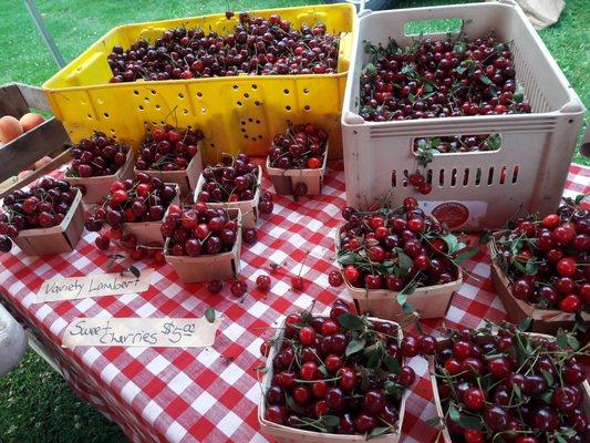 3 varieties of cherries!   Lambert, tart , and sweet.