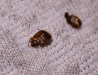 Bed bugs are about the size of an apple seed.