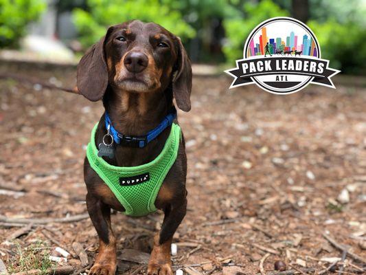 Pack Leaders ATL | Dog Walking in Midtown Atlanta