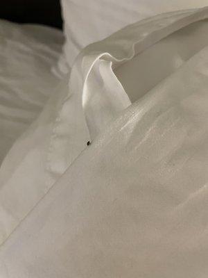 Bed bugs