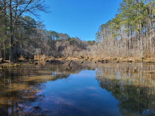 Looking towards the swamp.