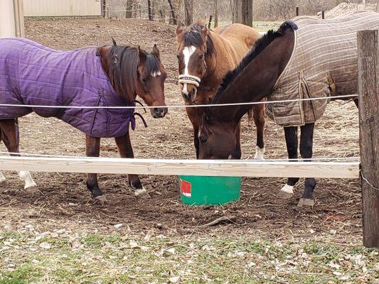 Custom care for your horse from blanketing and wrapping to rehabilitation services.