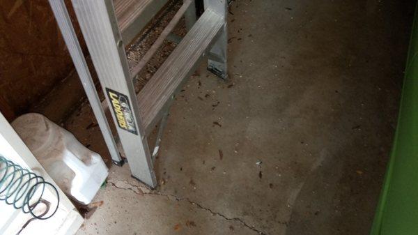 Rat debris in our garage, courtesy of Corral of Michigan Consulting Inc