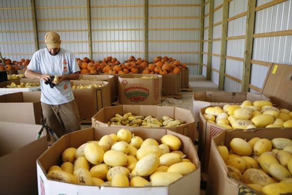 Owner and Founder, Matt Ewer, with the 2012 squash harvest.