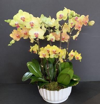 Orchid planter-long lasting gift