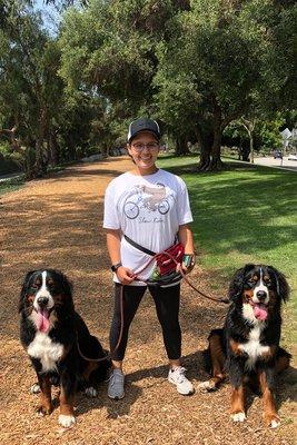 Serena waking two Bernese Mountain Dogs along the Greenbelt!