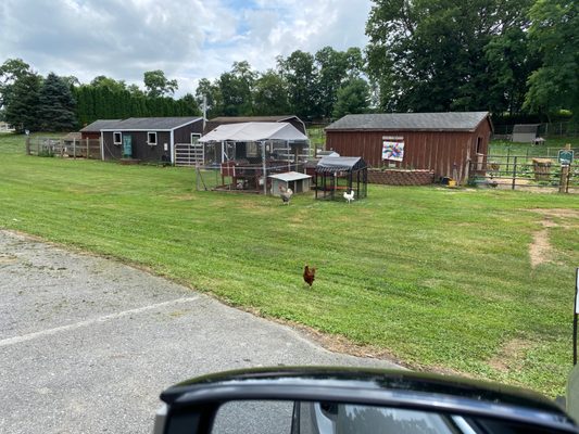 The Tomato Barn