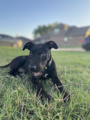 City of Fort Worth Animal Shelter