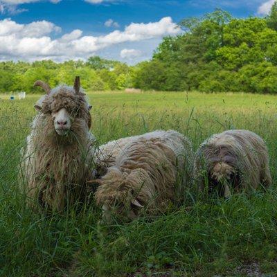 Navajo Churro sheep do the weeding in the lavender