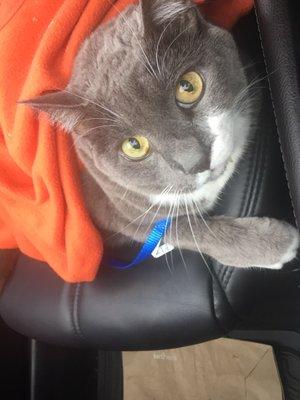 His "where are we going" face going to the vet, where they took really care of him!