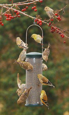 Bird seed made here at our mill.