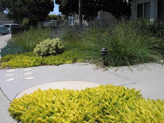 This simple Art Deco motif in colored concrete personalizes the entry walk and is accented by Sedum 'Angelina'.