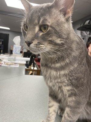 Jasper the shop cat!