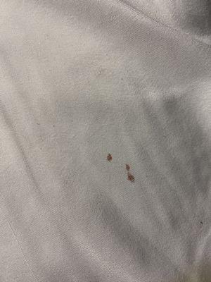 Blood stains on sheets probably from bed bug bites