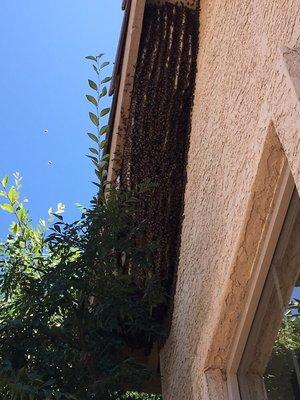 One of the largest bee hives we have seen on a residential home (estimated 100,000 bees).