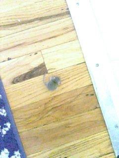 Dead mouse from poison traps