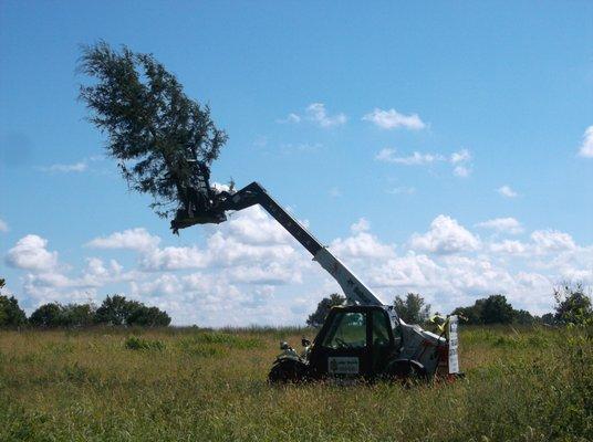 Tree and brush clearing