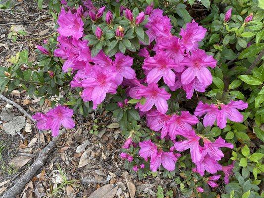 Flowers in gardens throughout the farm.