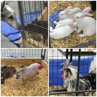 RioTheBorzoi nose-bumping a friend piglet ~ baby rabbits ~ "Elvis" the rooster ~ piglets pen