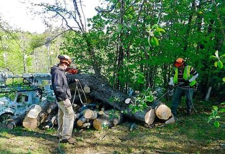 Webster Tree Service