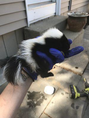 Yes, baby skunks can spray