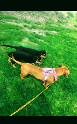 German Puppies hanging with my pitbull Stella. Group walks are the best.