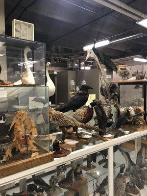 Bird Display