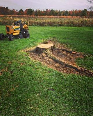 Before grinding this Willow Tree stump out