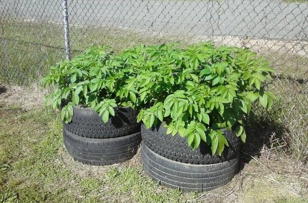 Raising potatoes in old tires. When the potatoes are ready, just lift off the tires and find your taters.