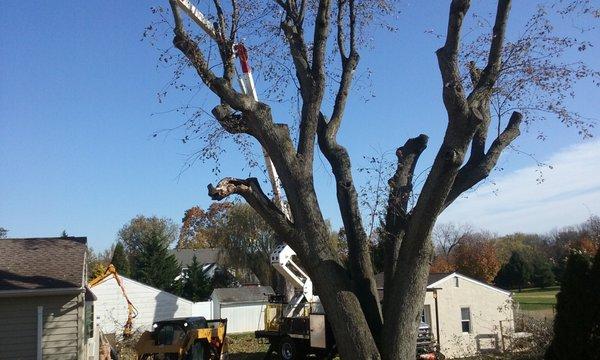 Colonial Tree Service