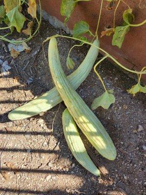 Armenia Cucumbers in backyard