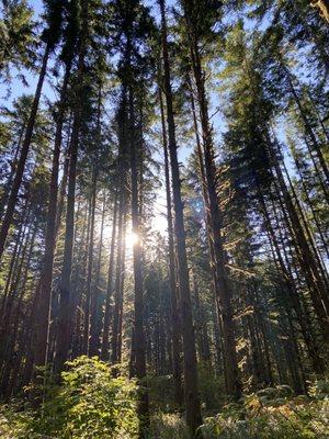 Beautiful Trees & Nature