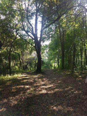 Wooded path