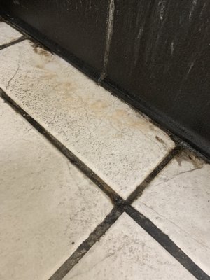 Moldy grout on floor. More than usual amount of hair.