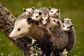 Opossum's