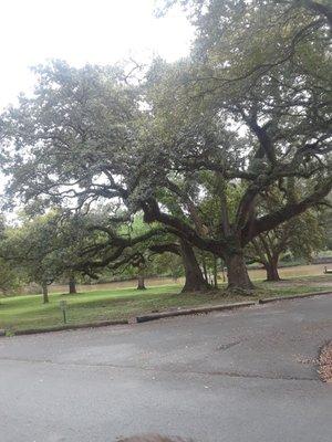 More oaks