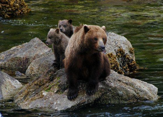 Momma bear getting dinner for her kids