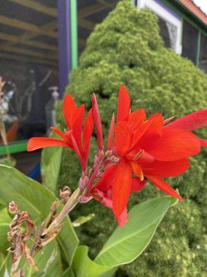 Red canna Lilly blooming next to the patio