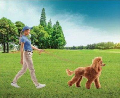 Dog Walking and Pet Sitting