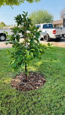 15g Citrus Tree Planting