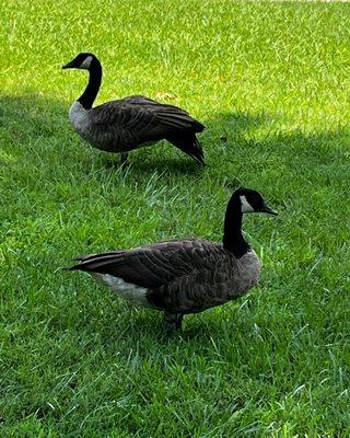 Lots and lots of geese