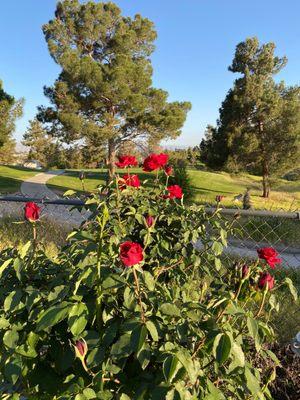 11th Tee GreenTree  Golf Course