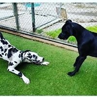 Winnie The Great Dane playing with another Great Dane