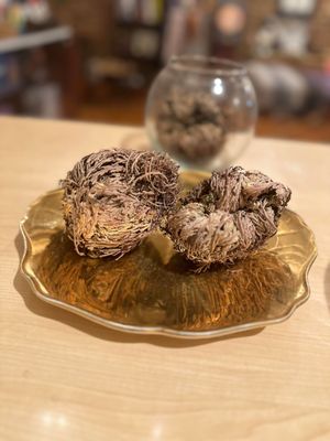 Rose of Jericho plant