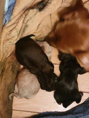 Five puppies born today.