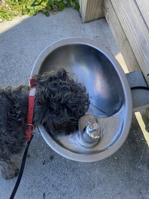 Dog fountain