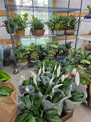 We offer a wide variety of plants. Peace lilies, ceramic dish gardens, Bromeliads and more!